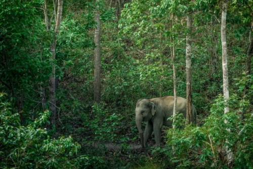Excursión con elefantes (santuario ético)